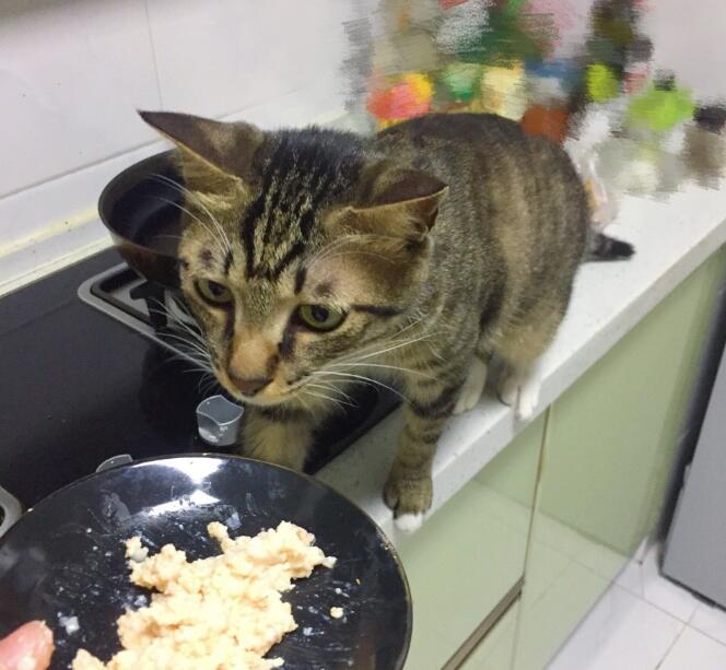 猫肉什么味道是酸的吗,传说吃了猫肉会怎么样?