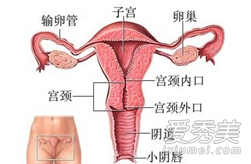 (图解)女人阴道的神秘模样你了解吗?