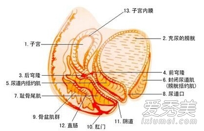 (图解)女人阴道的神秘模样你了解吗?