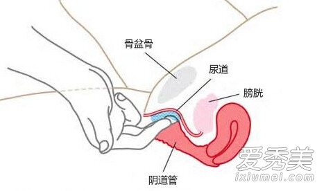 女人A点G点U点的位置分别在哪儿?_G点在哪个部位