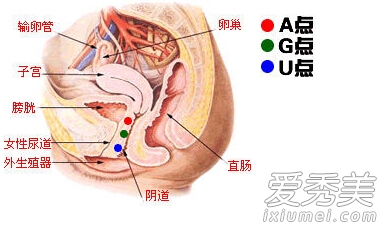 Ů��A��G��U���λ�÷ֱ����Ķ���_G�����ĸ���λ