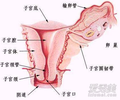 ��ͼ��Ů����������ʵģ�� ��������֪ʶ������_Ů��˽����ʲô��