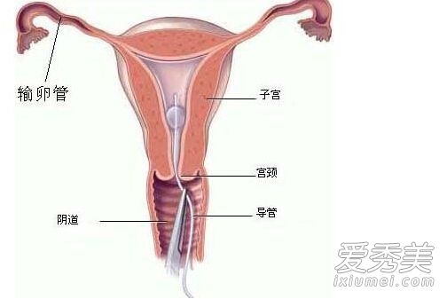 ��ͼ��Ů����������ʵģ�� ��������֪ʶ������_Ů��˽����ʲô��