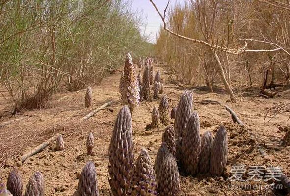 女人自慰不可耻 揭古代女人用来自慰的泄欲秘宝_古代女人自慰的方法