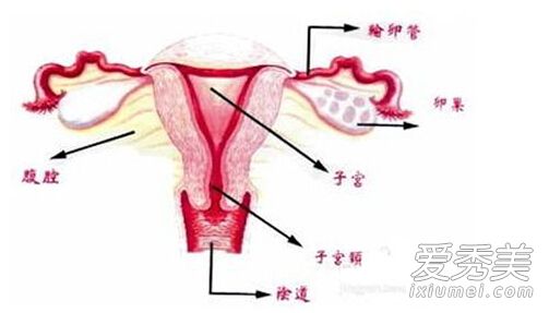 Ů������ɨä����ͼ��⴦ŮĤ����ʵģ����λ��_��ŮĤ��λ�����Ķ�