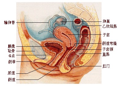 ͼ�⣺ֱ��Ů��˽�������ǡ��ش�����ȫ����