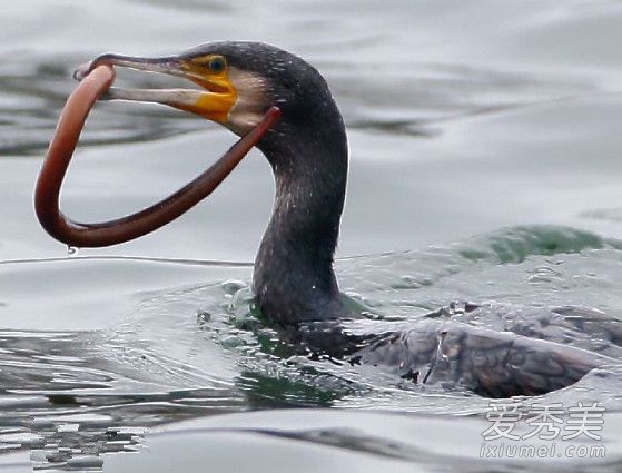 ����������ʲô��?����������ʲô��?������ô��?_�������¼�