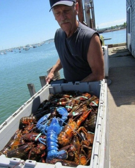 ��ɫ��Ϻֵ����Ǯ ��ɫ��Ϻ������Ǯһֻ