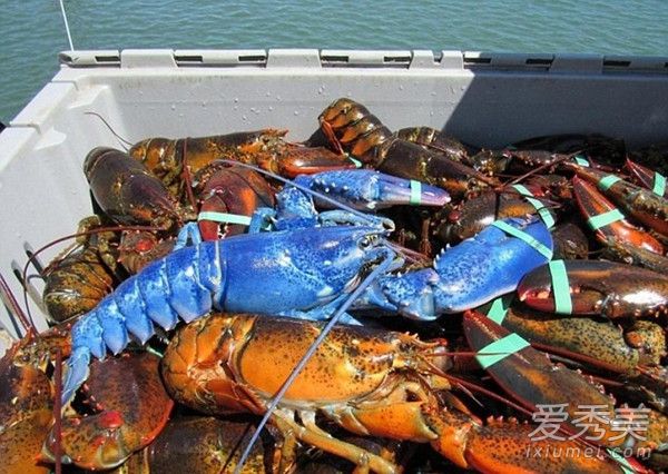 ��ɫ��Ϻֵ����Ǯ ��ɫ��Ϻ������Ǯһֻ