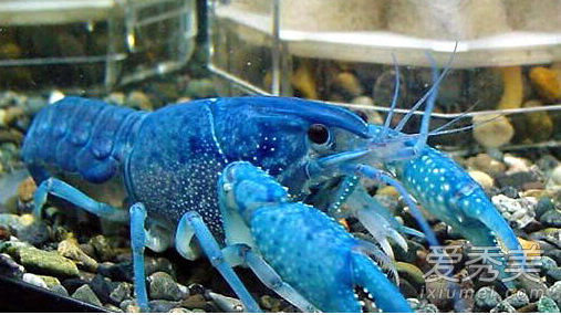 ��ɫ��Ϻֵ����Ǯ ��ɫ��Ϻ������Ǯһֻ