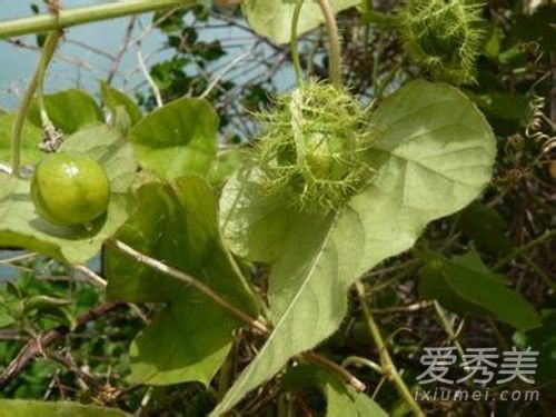 龙珠果是什么 龙珠果的功效与作用