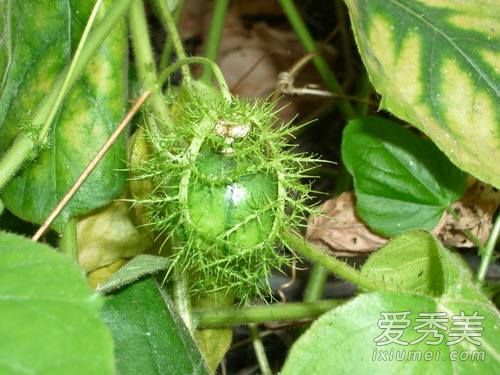 龙珠果是什么 龙珠果的功效与作用