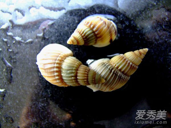这种螺千万别吃 织纹螺有毒吗含有什么毒素