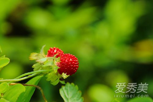 ��ݮ�Ͳ�ݮ��ʲô���� ��ݮ���ֵ�����