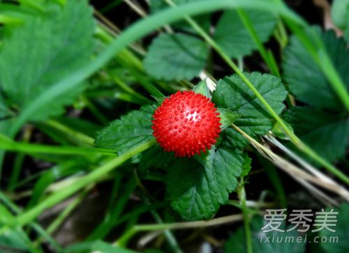 ��ݮ�Ͳ�ݮ��ʲô���� ��ݮ���ֵ�����