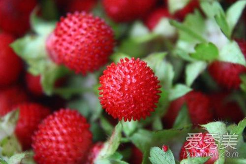 蛇莓和草莓有什么区别 蛇莓名字的由来