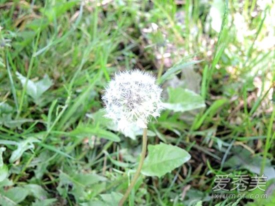 蒲公英是婆婆丁吗 蒲公英和婆婆丁的区别