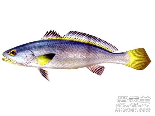 海鲜有哪些种类图片 海鲜怎么做好吃又简单