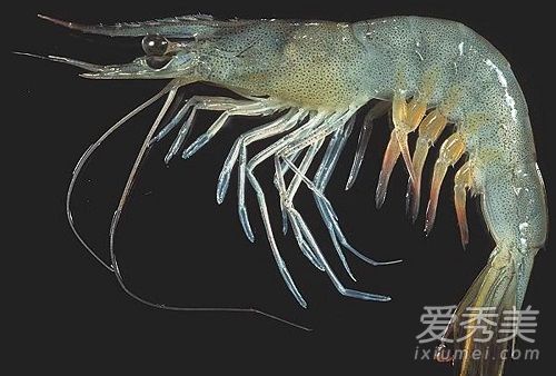 海鲜有哪些种类图片 海鲜怎么做好吃又简单