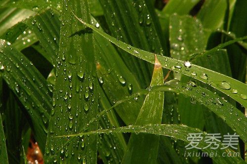 ����ҶҪ�ݶ��?����Ҷ�ݶ೤ʱ��