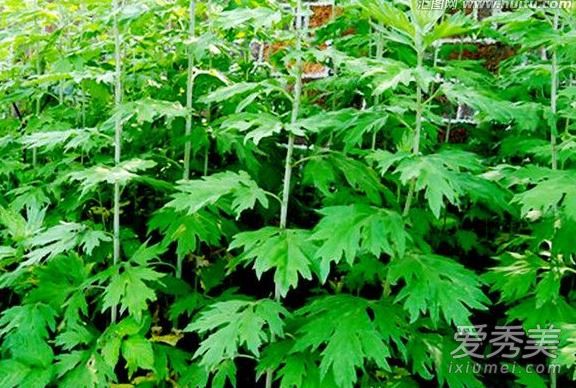 艾草可以驱除蚊子吗 艾草驱蚊的小偏方
