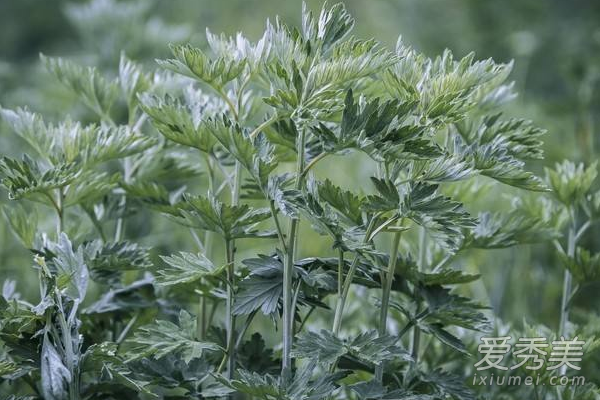 艾草可以驱除蚊子吗 艾草驱蚊的小偏方