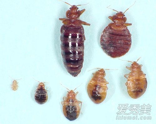 ����ҧ��֢״ ����ҧ����ʲôΣ��