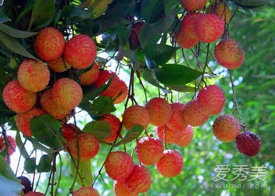 挂绿母树是什么 挂绿母树荔枝拍卖多少钱