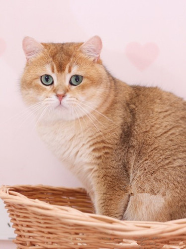 ��è��Ŷ���Ǯһֻ?��è��ʲôƷ��