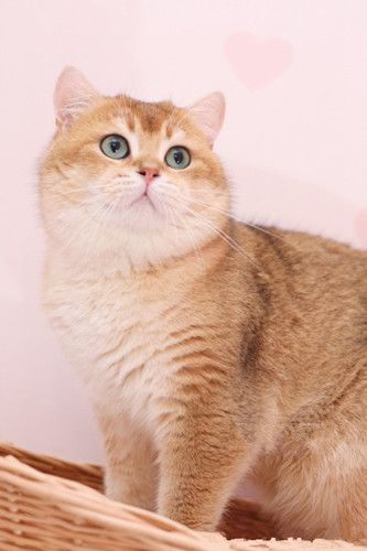 ��è��Ŷ���Ǯһֻ?��è��ʲôƷ��