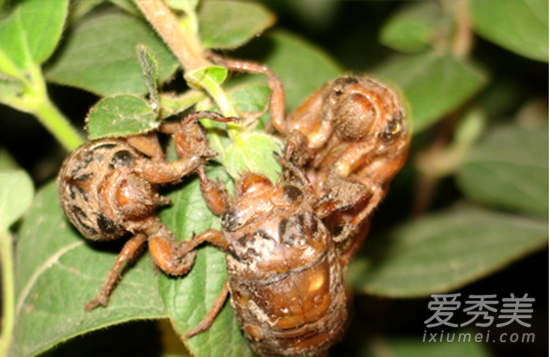 ֪�˺��Ӫ����ֵ ֪�˺�Ĺ�Ч������