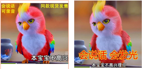 苍梧鸟是什么鸟是什么品种 苍梧鸟哪里有卖 苍梧鸟现实有吗