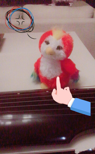 苍梧鸟是什么鸟是什么品种 苍梧鸟哪里有卖 苍梧鸟现实有吗