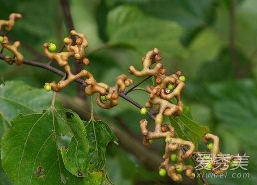 拐枣能泡酒吗 拐枣泡酒有什么功效作用
