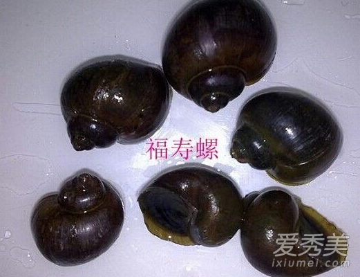 福寿螺和田螺的区别 福寿螺长什么样图片