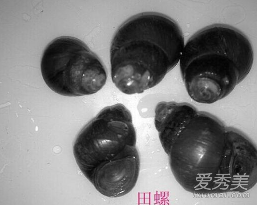 福寿螺和田螺的区别 福寿螺长什么样图片