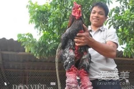 越南东涛鸡是什么鸡 越南东涛鸡骗局是怎么回事