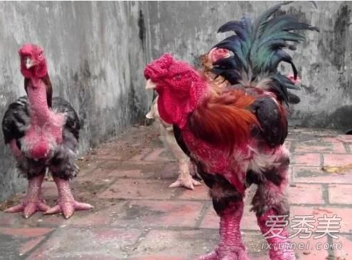 Խ�϶��μ���ʲô�� Խ�϶��μ�ƭ������ô����