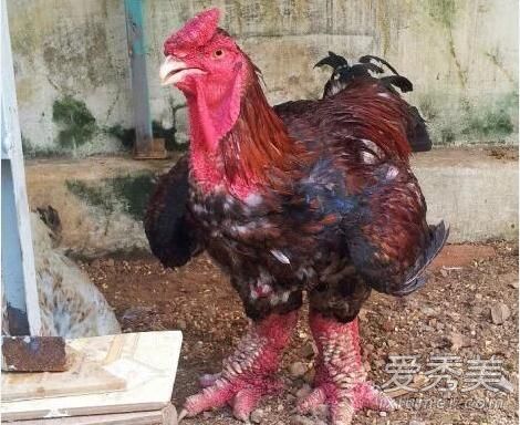 Խ�϶��μ���ʲô�� Խ�϶��μ�ƭ������ô����