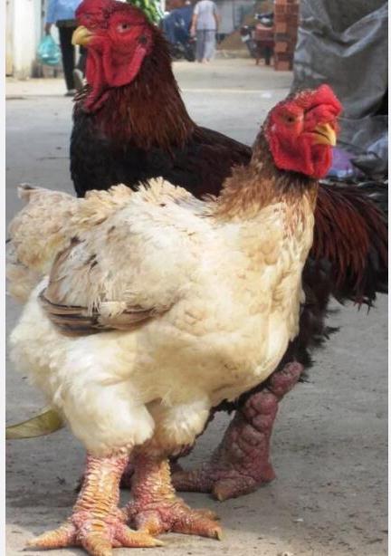 Խ�϶��μ���ʲô�� Խ�϶��μ�ƭ������ô����