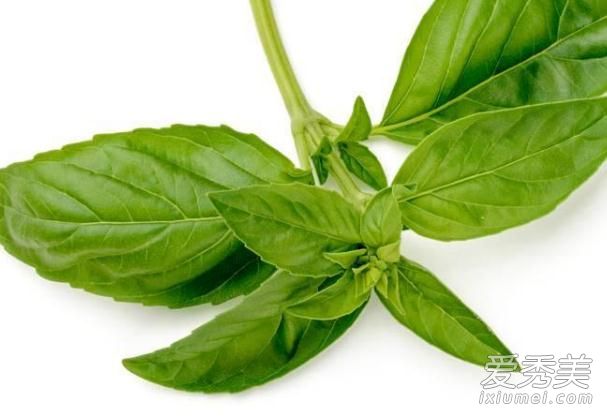 ����Ҷ���й��������� ����Ҷ��ʲô��