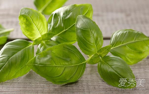 罗勒叶在中国叫紫苏吗 罗勒叶有什么用