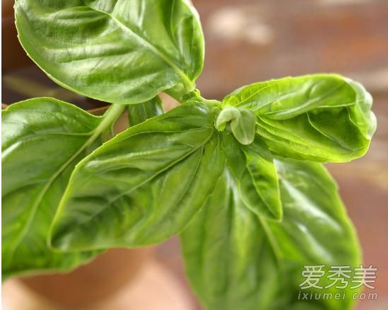 罗勒叶在中国叫紫苏吗 罗勒叶有什么用