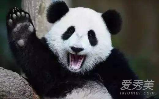 ����èΪʲô�й��� ����è������������