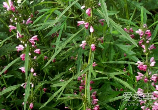 益母草是什么样子的 益母草长什么样子图片