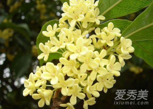 新鲜桂花怎么处理才能食用 新鲜的桂花怎么腌制