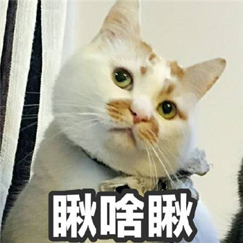 网红猫楼楼表情包 楼楼表情包大全