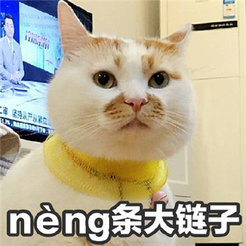 网红猫楼楼表情包 楼楼表情包大全