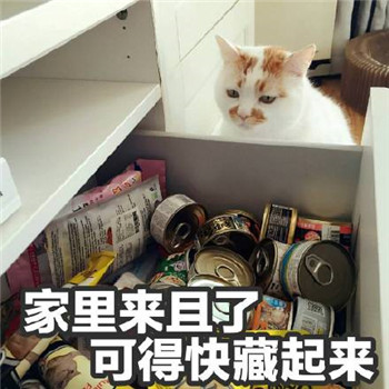 网红猫楼楼表情包 楼楼表情包大全