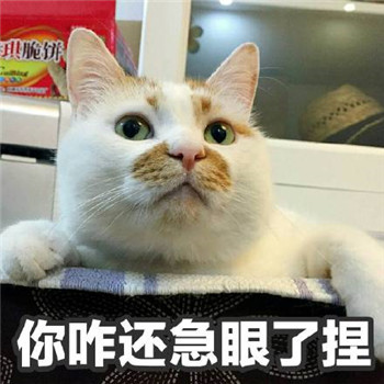 网红猫楼楼表情包 楼楼表情包大全